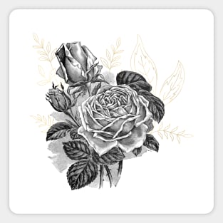 Black Rose Flower with Gold, Botanical Illustration Magnet